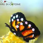 Arriva la primavera: farfalle all'uncinetto